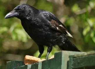 TOP 10 cele mai inteligente specii de păsări din lume