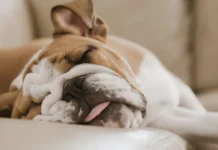 Top 10 cele mai leneși rase de câini pe care le puteți găsi ca animal de companie însoțitor