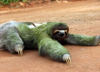 Top 10 cele mai lente animale din lume