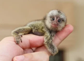 Top 10 cele mai mici animale vii din lume