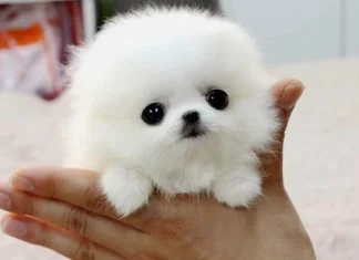 Top 10 cele mai mici rase de câini din lume