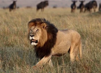 Top 10 cele mai mortale animale din lume