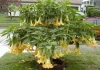 Top 10 cele mai otrăvitoare plante de pe Pământ