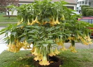 Top 10 cele mai otrăvitoare plante de pe Pământ