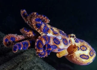 Top 10 cele mai periculoase creaturi marine pentru oameni