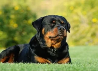 Top 10 cele mai periculoase rase de câini din lume din toate timpurile