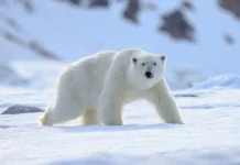 Top 10 cele mai puternice animale din lume