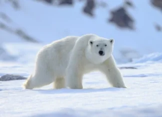 Top 10 cele mai puternice animale din lume