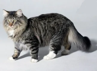 Top 10 cele mai scumpe rase de pisici din lume