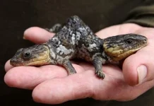 Top 10 cele mai tari, cele mai ciudate șopârle – mari și mici