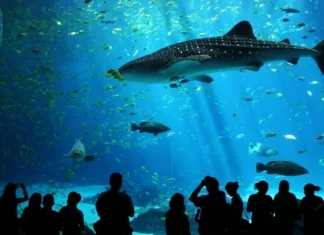 Top 10 cele mai uimitoare acvarii din lume