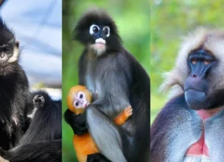 Top 10 cele mai uimitoare maimuțe din lume