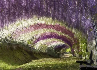 Top 10 cele mai uimitoare tuneluri de copaci, prin care cu siguranta iti place sa mergi