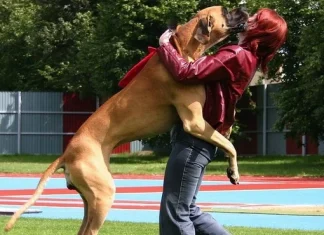 Top 10 comportamente rele de câine