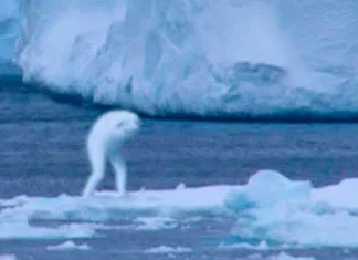 Top 10 creaturi misterioase observate pe cameră