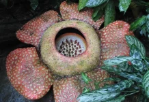 Top 10 flori urat mirositoare din lume