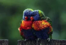 Top 10 fotografii perfect sincronizate