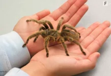 Top 10 păianjeni periculoase din lume