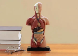 Top 10 părți inutile ale corpului uman