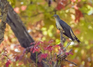 Top 10 păsări cu apărări ciudate