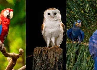 Top 10 păsări din pădurea tropicală din Amazon