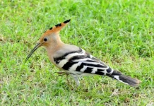 Top 10 păsări frumos încoronate