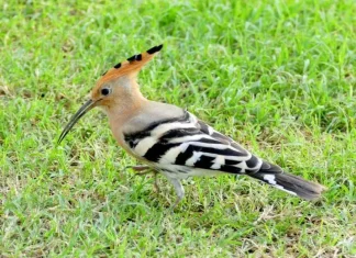 Top 10 păsări frumos încoronate