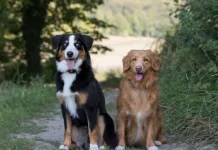 Top 10 rase de câini pentru a vă alătura familiilor