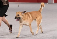 Top 10 rase de câini unice și rare despre care nu ai auzit niciodată