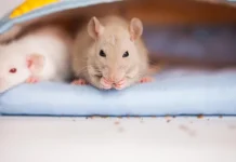 Top 10 rozătoare ca animale de companie – obțineți unul pentru dvs. astăzi
