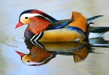 Top 20 cele mai frumoase păsări din lume