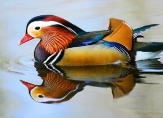 Top 20 cele mai frumoase păsări din lume