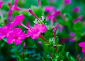 Top 9 cele mai frumoase flori înflorite de noapte