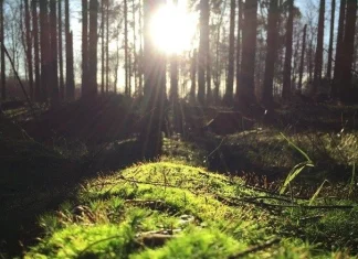 Un obicei care mi-a schimbat viața, plus 7 pași pentru a vă transforma ziua!