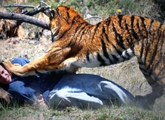 Untamed Wild: 10 cele mai șocante atacuri ale animalelor asupra oamenilor