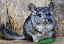 Descoperiti aceste fapte interesante despre animalele de companie exotice