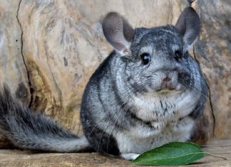 Descoperiti aceste fapte interesante despre animalele de companie exotice