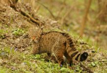 36 de fapte suprinzatoare despre animale