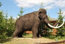 Riscuri la care putea fi supusa omenirea daca cercetatorii ar reinvia un mamut lanos