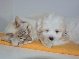Studiile arata ca nu numai oamenii viseaza, ci si animalele
