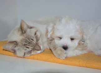 Studiile arata ca nu numai oamenii viseaza, ci si animalele