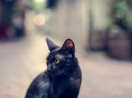 11 superstitii fascinante si cum au aparut acestea