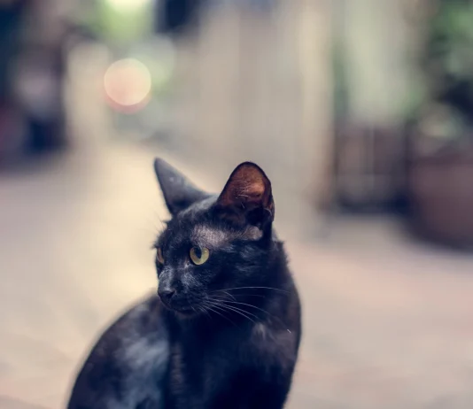 11 superstitii fascinante si cum au aparut acestea