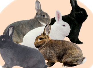 Top 20 de iepuri celebri in literatura si film